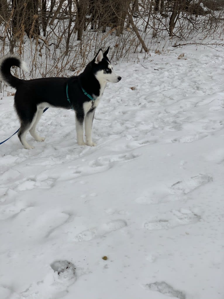 Zuko, a Siberian Husky tested with EmbarkVet.com
