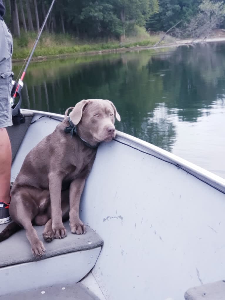 Jordy, a Labrador Retriever tested with EmbarkVet.com