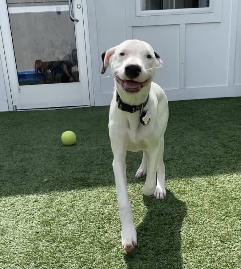 Tao-Tao, a Dogo Argentino tested with EmbarkVet.com