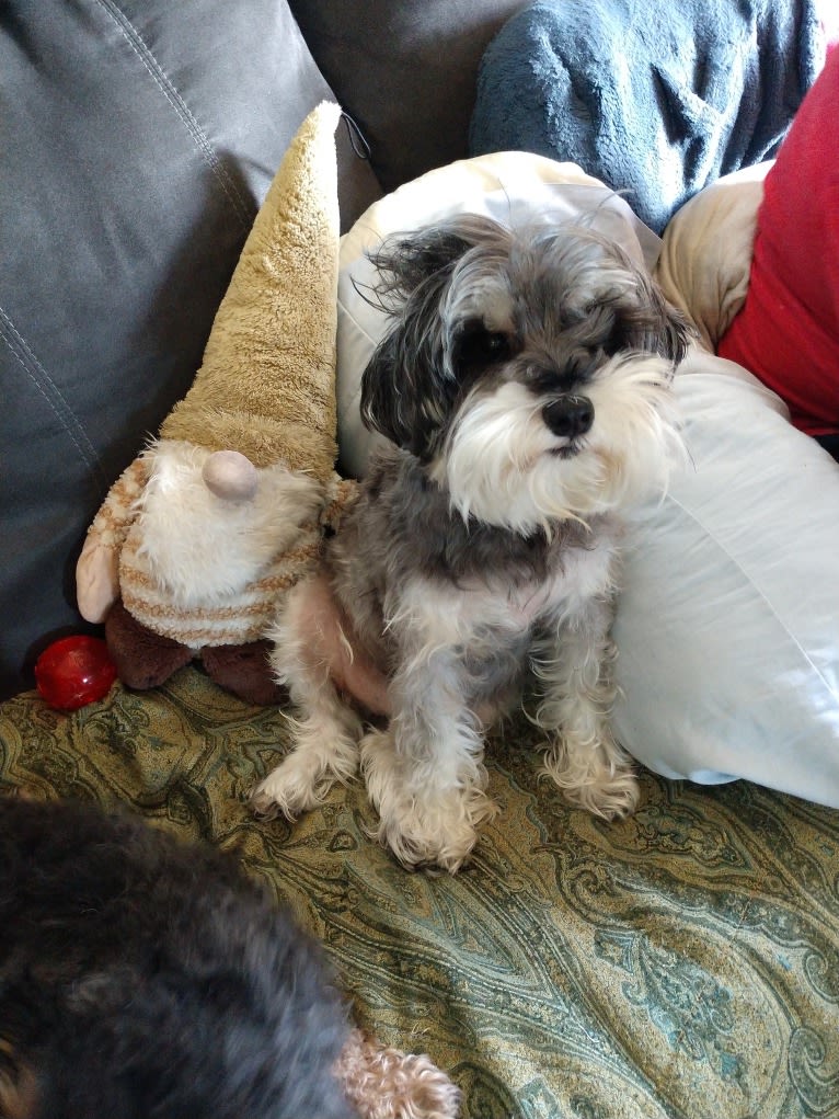 Charlie, a Miniature Schnauzer tested with EmbarkVet.com