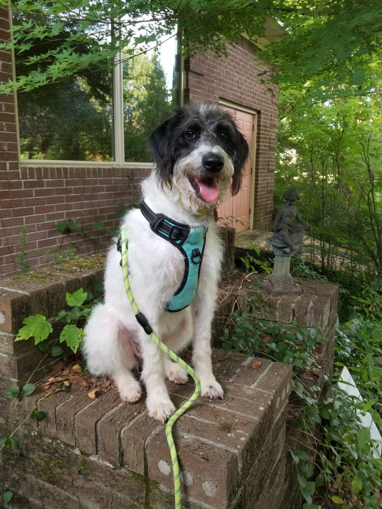 Raven, a German Shorthaired Pointer and Poodle (Standard) mix tested with EmbarkVet.com