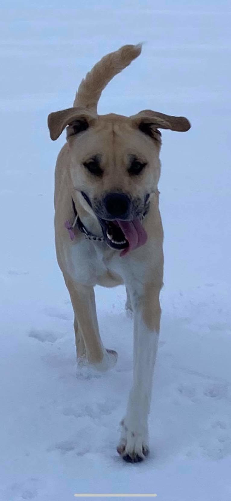 Daisy (aka “ROO”), a Siberian Husky and Boxer mix tested with EmbarkVet.com