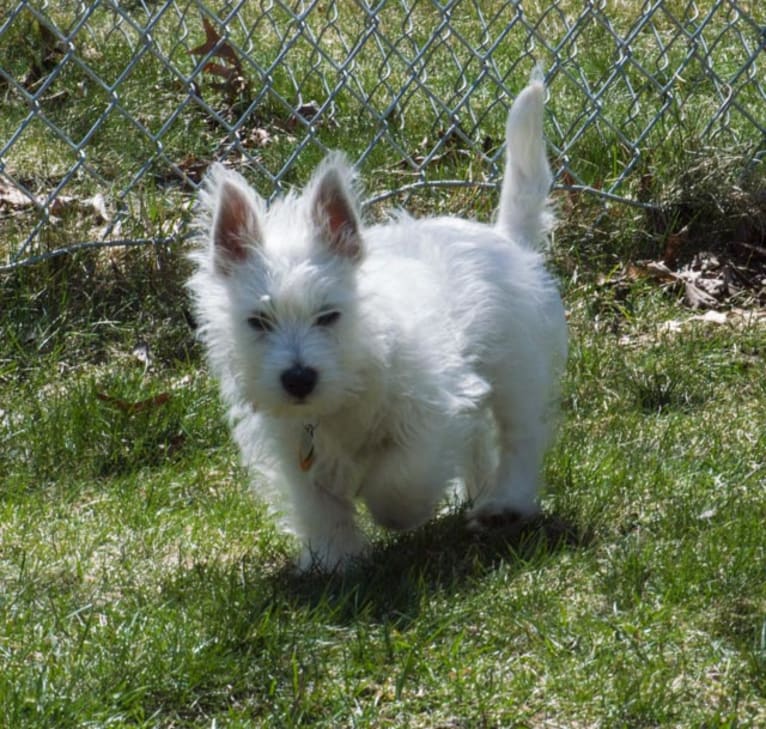 Finn, a West Highland White Terrier tested with EmbarkVet.com