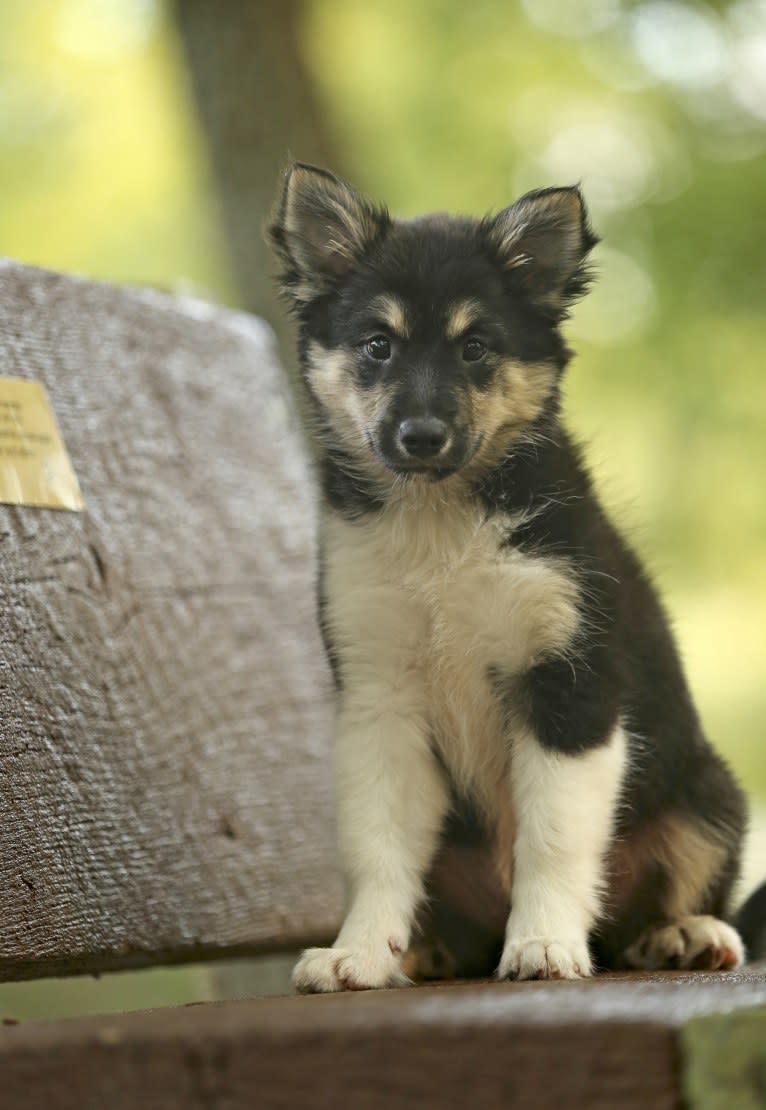 Isla, an Icelandic Sheepdog tested with EmbarkVet.com