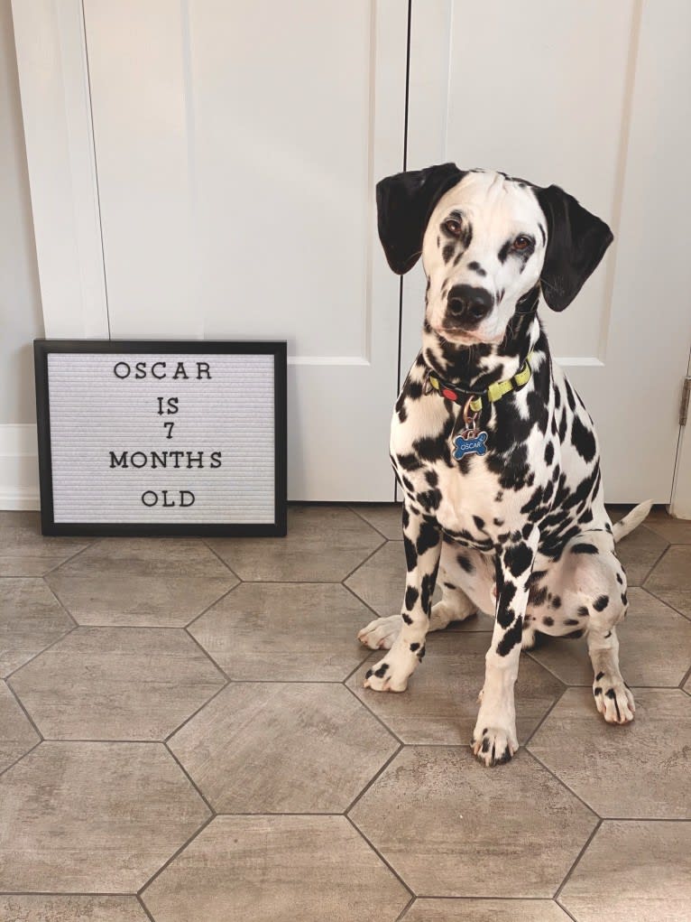 Oscar, a Dalmatian tested with EmbarkVet.com