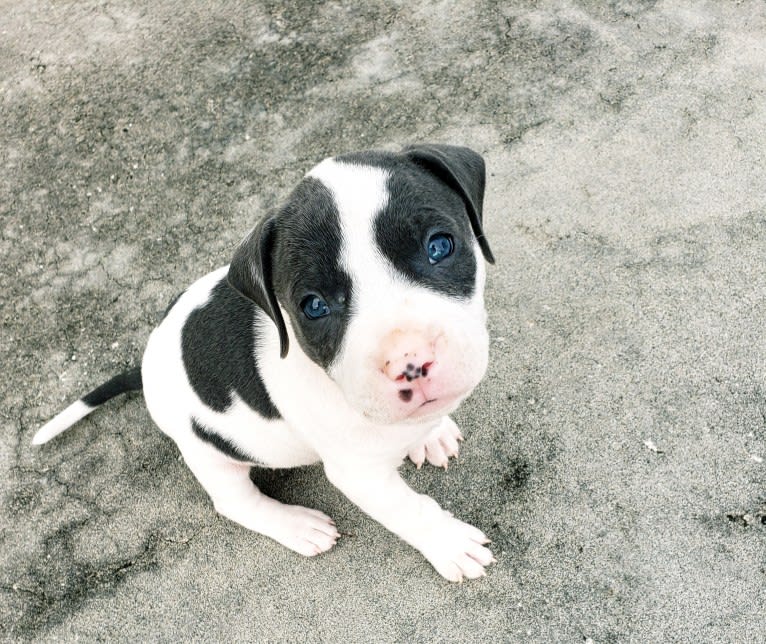 Cypress, an American Bully and American Pit Bull Terrier mix tested with EmbarkVet.com