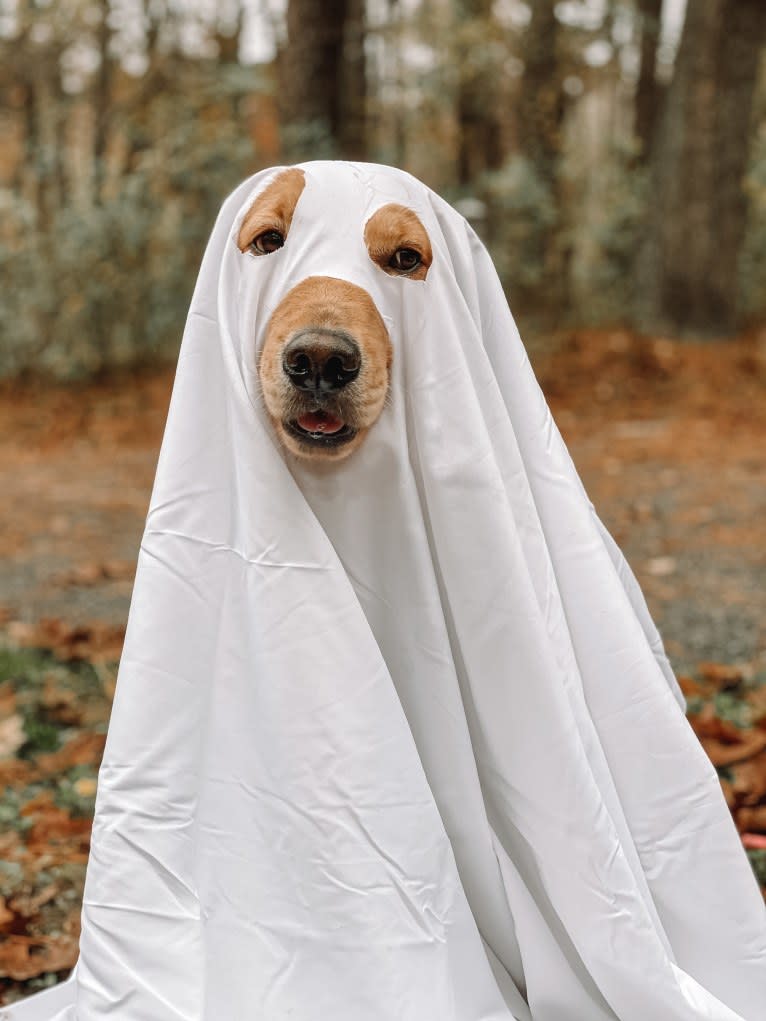 Marley, a Golden Retriever tested with EmbarkVet.com