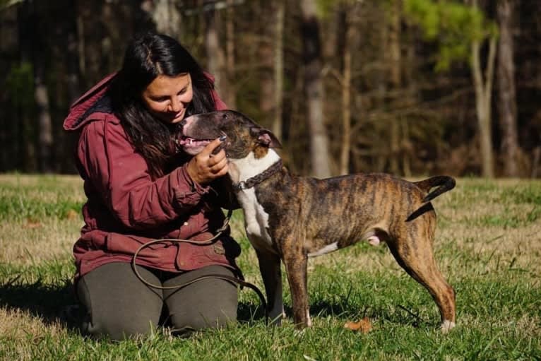 Dippy, a Bull Terrier tested with EmbarkVet.com