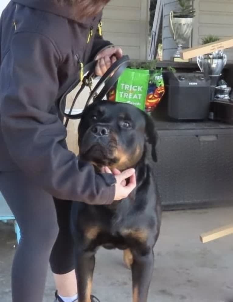 Wüstenhaus Samson, a Rottweiler tested with EmbarkVet.com