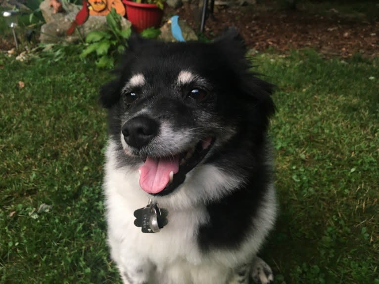 Piper, an American Eskimo Dog and Pomeranian mix tested with EmbarkVet.com