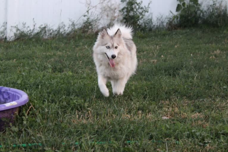 Tamsin, a Pomsky tested with EmbarkVet.com