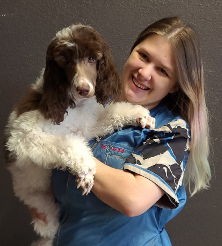 Beretta Briar, a Poodle (Standard) tested with EmbarkVet.com