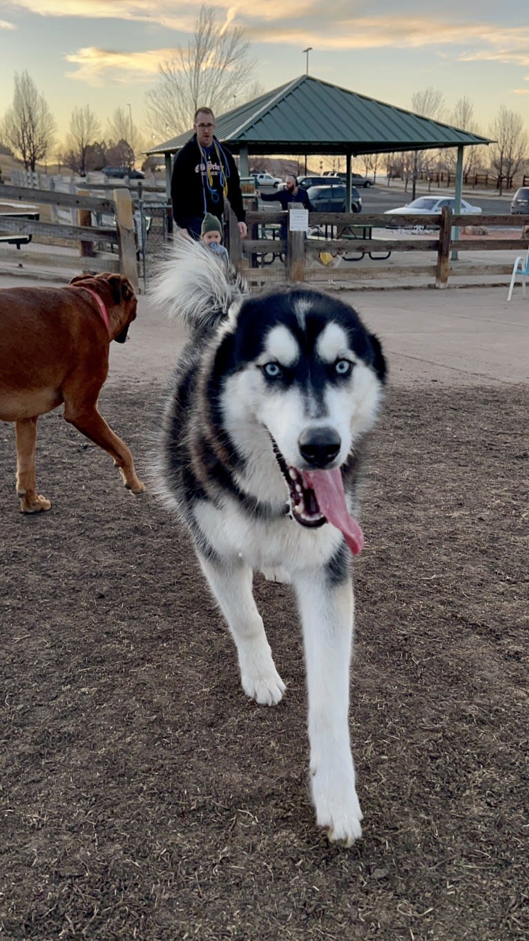 Drake Flynn, a Siberian Husky tested with EmbarkVet.com