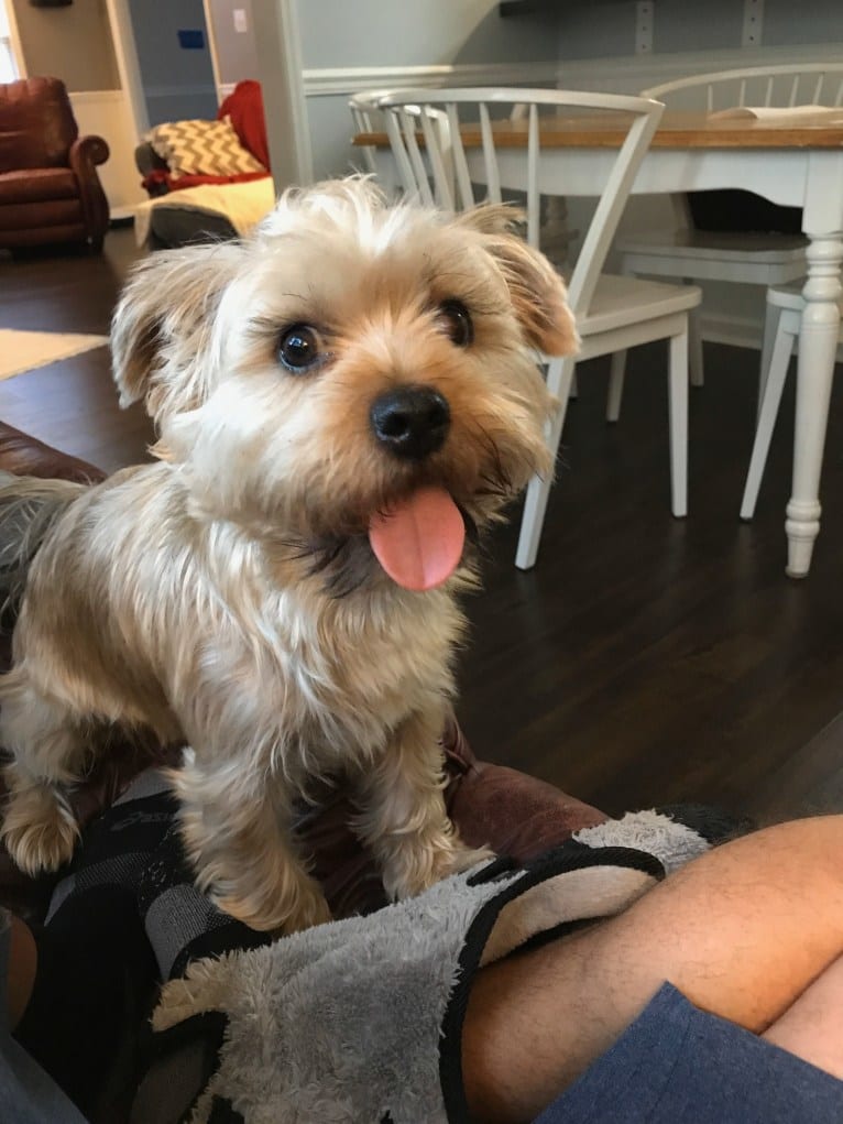 Lucky, a Yorkshire Terrier and Shih Tzu mix tested with EmbarkVet.com