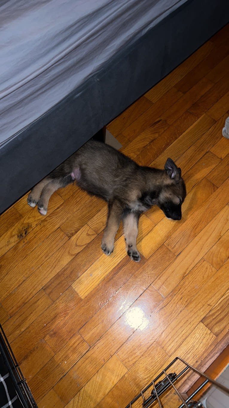 Manfred Von Rexroad, a German Shepherd Dog and American Pit Bull Terrier mix tested with EmbarkVet.com