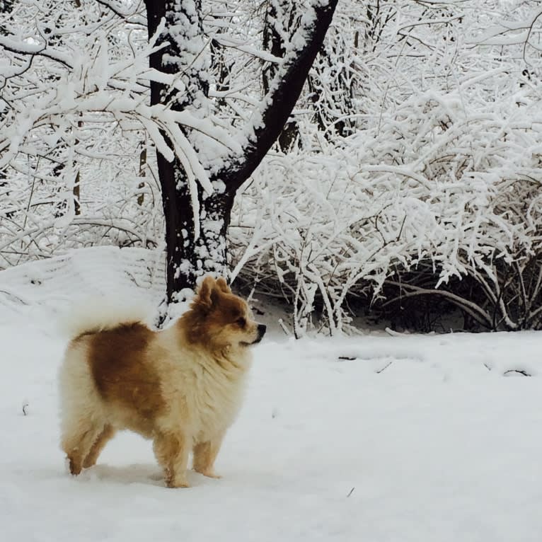 Techno, a Pomeranian tested with EmbarkVet.com