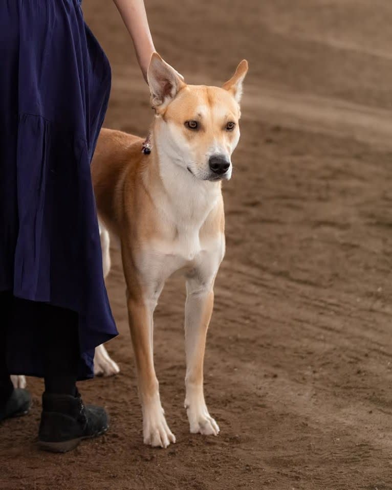 Loomy, a Carolina Dog tested with EmbarkVet.com