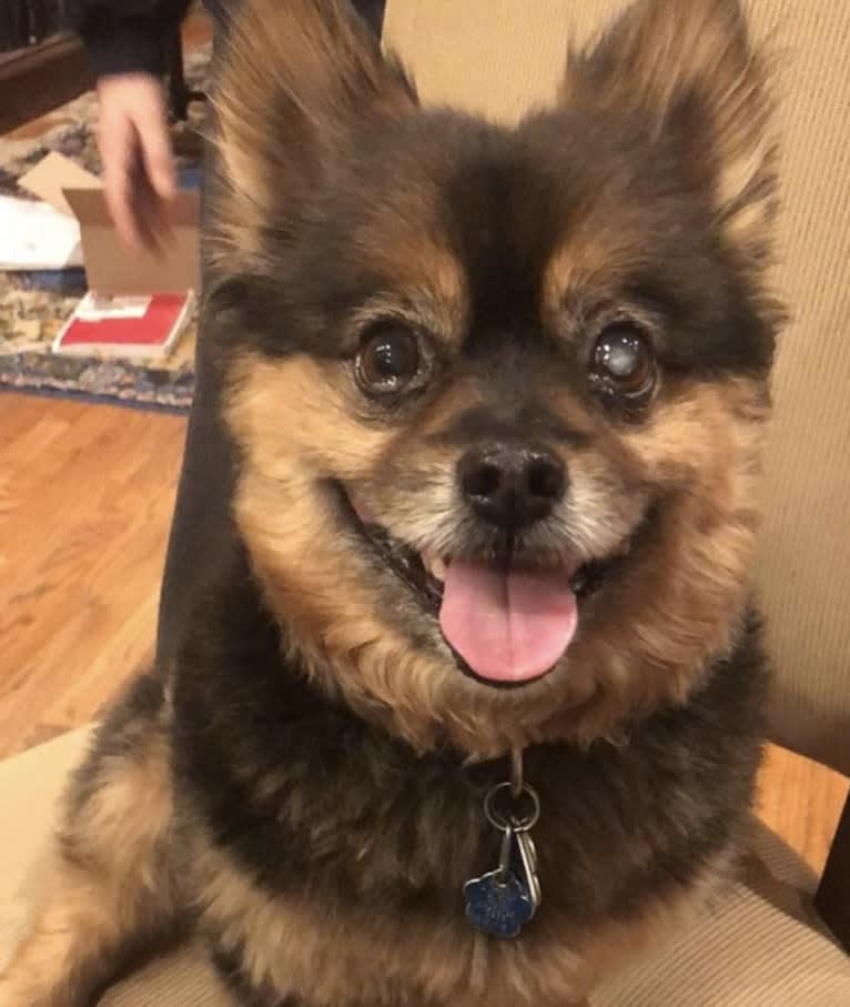 Bear, a Pomeranian and Yorkshire Terrier mix tested with EmbarkVet.com