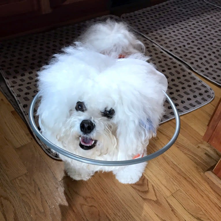 Charlotte Elizabeth, a Bichon Frise tested with EmbarkVet.com