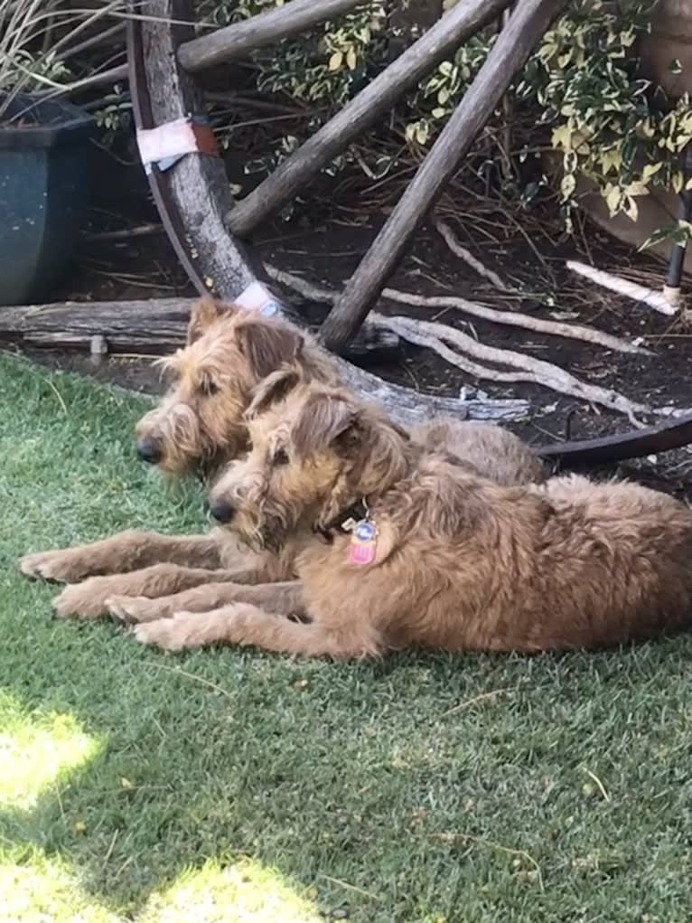 HOOLIGAN, an Irish Terrier tested with EmbarkVet.com