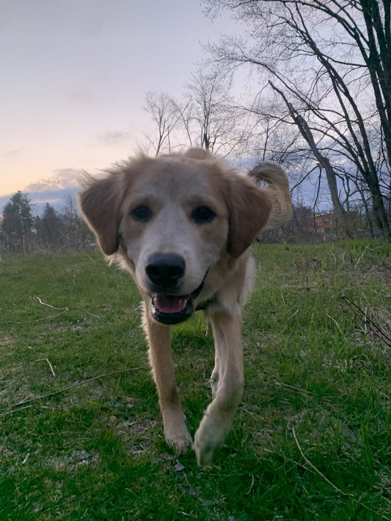 Jameson, a Labrador Retriever and Chow Chow mix tested with EmbarkVet.com