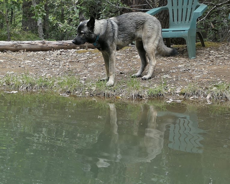 Kodiak, a Caucasian Ovcharka and German Shepherd Dog mix tested with EmbarkVet.com