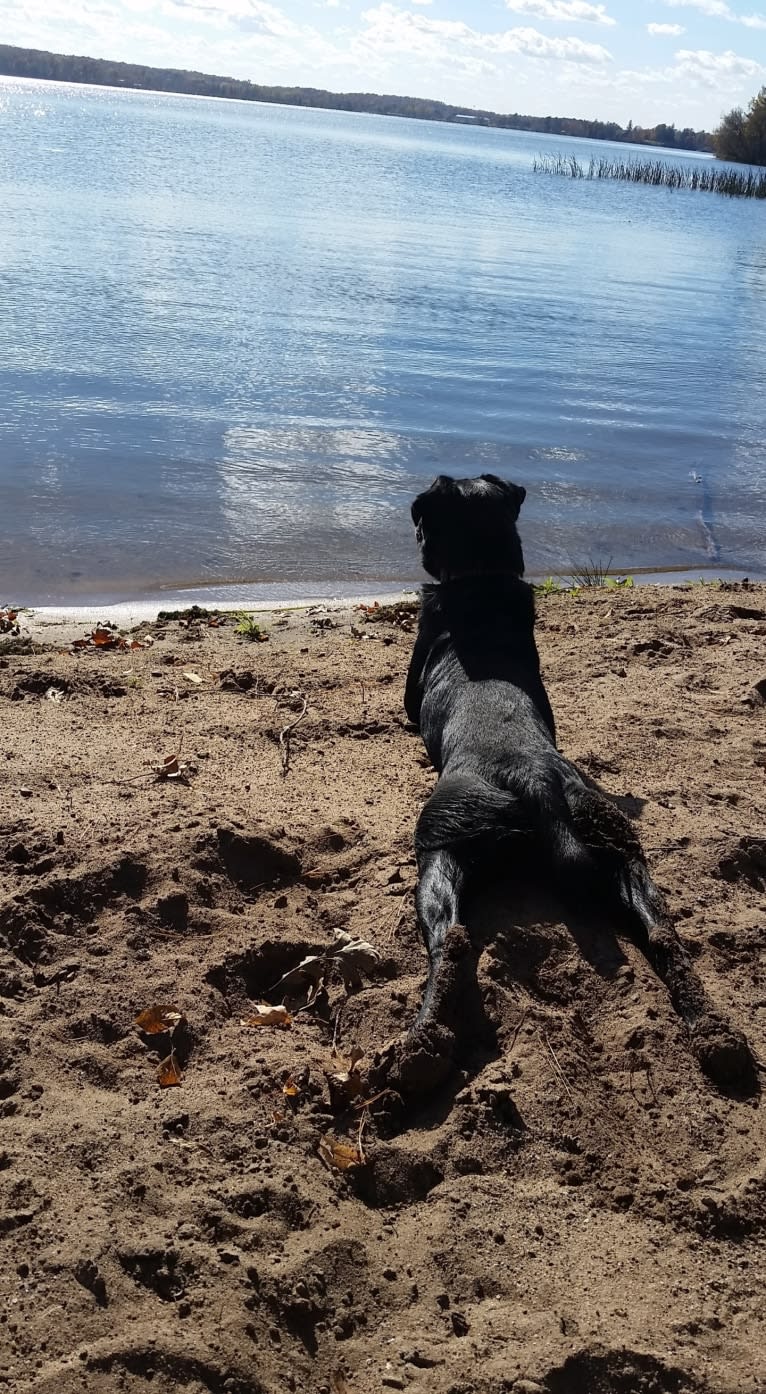 Gerdy, a Rottweiler and Australian Shepherd mix tested with EmbarkVet.com