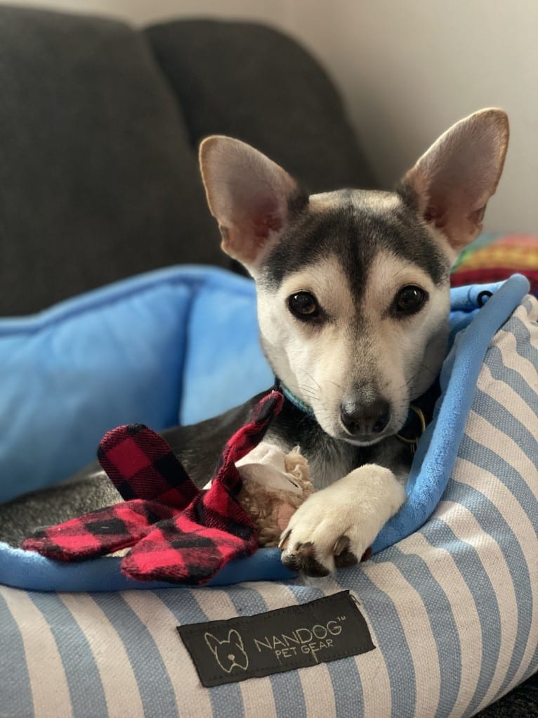 Turtle, a Chihuahua and Rat Terrier mix tested with EmbarkVet.com