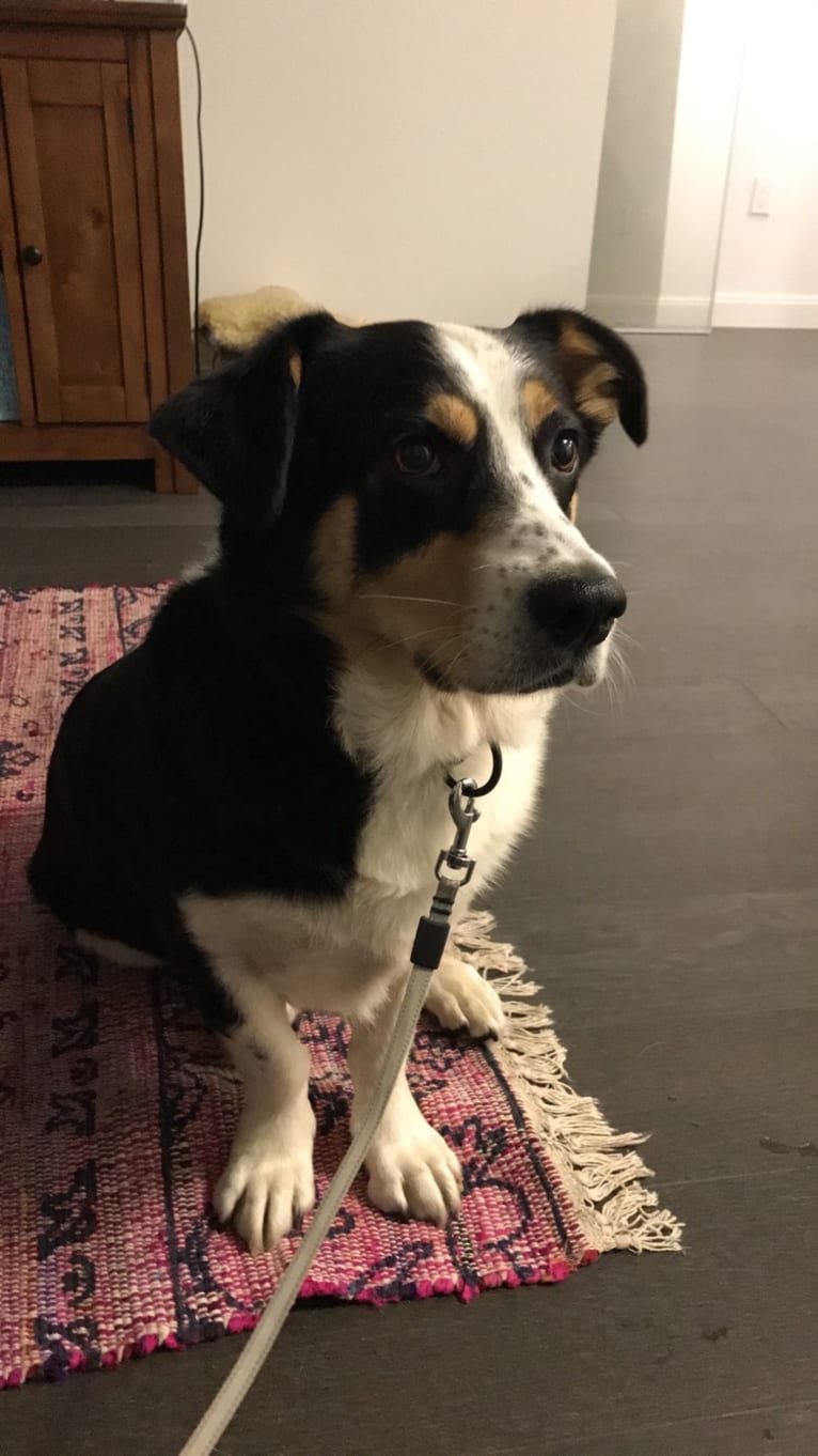 Franklin, a Labrador Retriever and Australian Shepherd mix tested with EmbarkVet.com