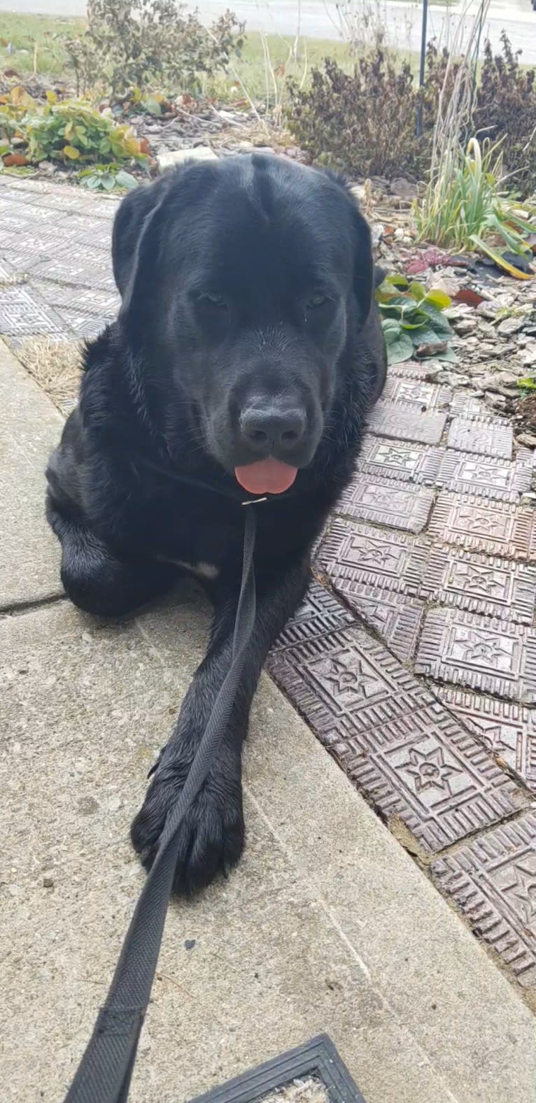 Tank, a Newfoundland and Labrador Retriever mix tested with EmbarkVet.com