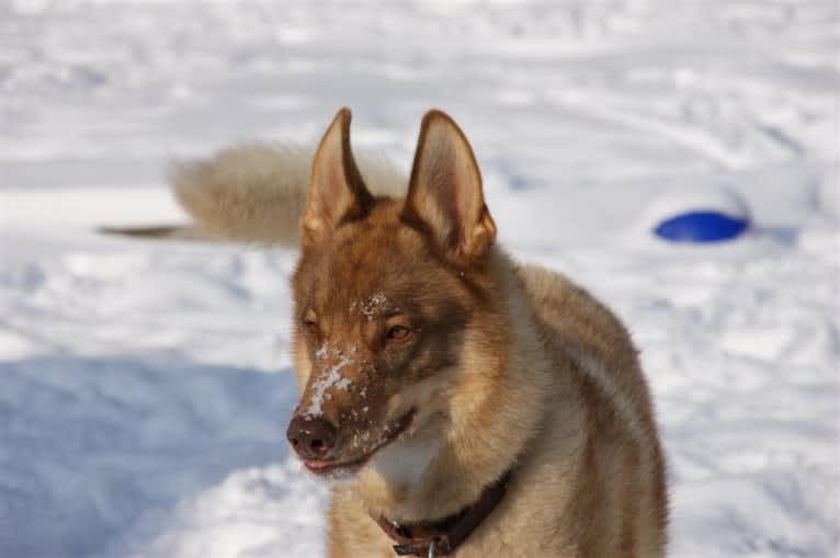 Duvel, a Siberian Husky and German Shepherd Dog mix tested with EmbarkVet.com