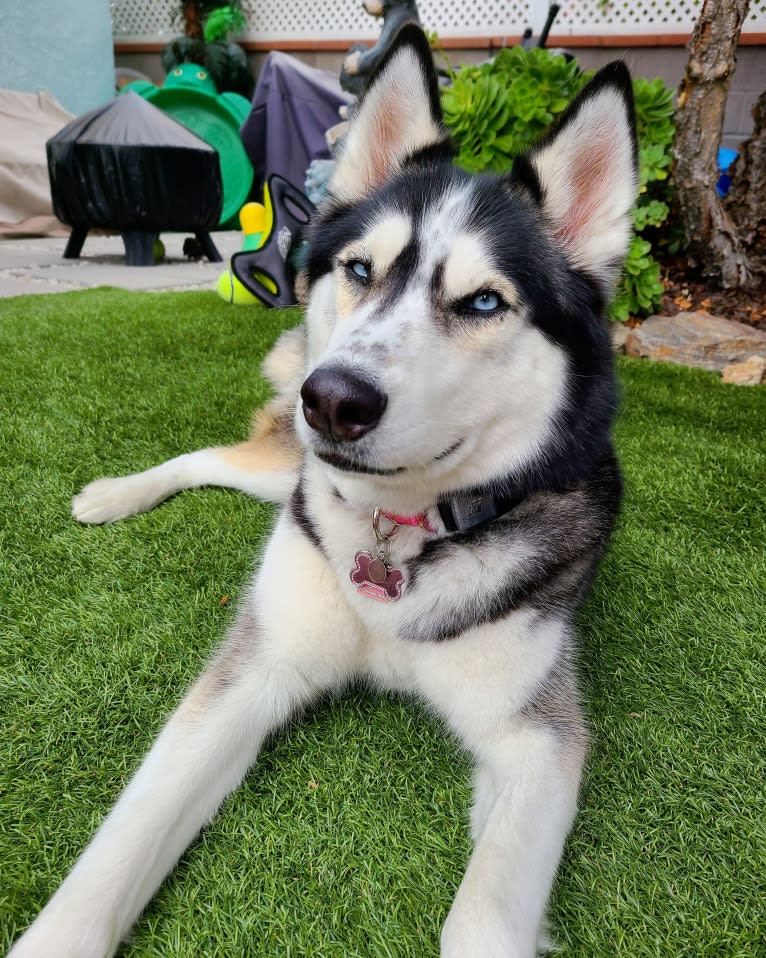 Teyla, a Siberian Husky tested with EmbarkVet.com