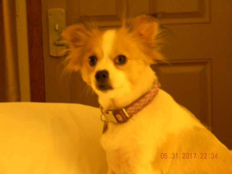 Dixie, a Pekingese and Chihuahua mix tested with EmbarkVet.com