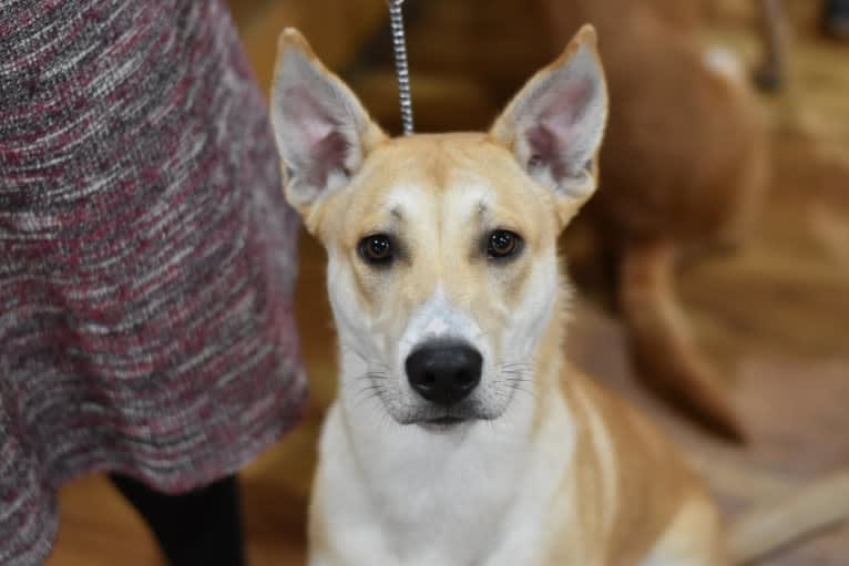 Loomy, a Carolina Dog tested with EmbarkVet.com