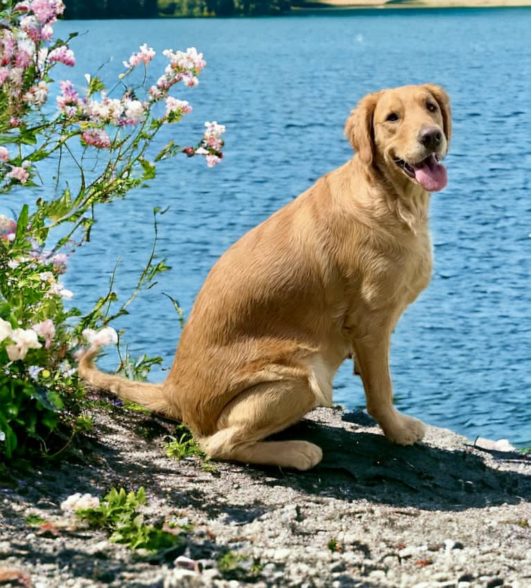 Daisy, a Golden Retriever tested with EmbarkVet.com