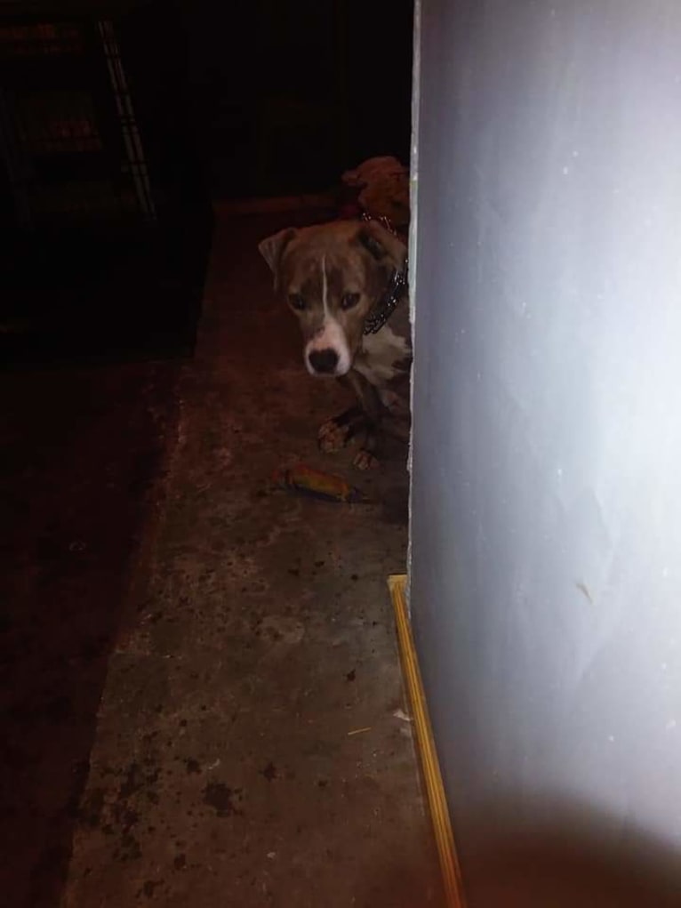 Blue Ivy, a Staffordshire Terrier tested with EmbarkVet.com