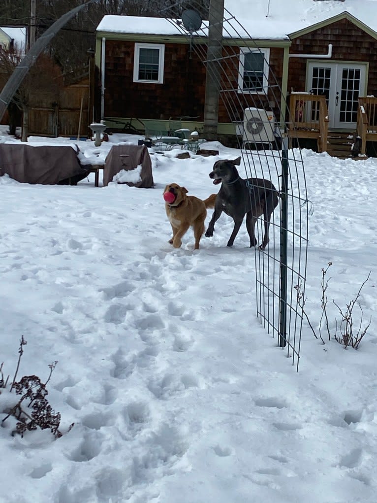 Gideon, an American Pit Bull Terrier and Great Pyrenees mix tested with EmbarkVet.com