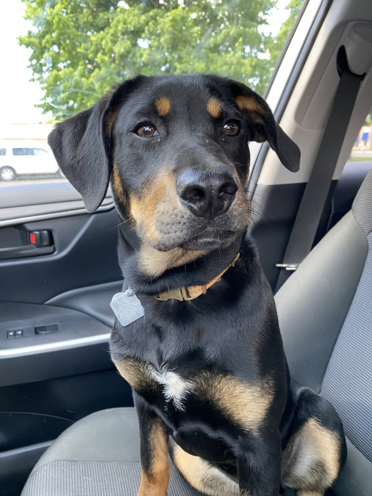 Arlo, a Labrador Retriever and Pointer mix tested with EmbarkVet.com