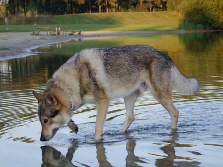 Warrow, a Czechoslovakian Vlcak tested with EmbarkVet.com