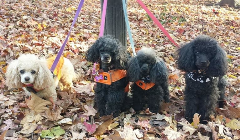 Phoebe, a Poodle (Small) and Shih Tzu mix tested with EmbarkVet.com