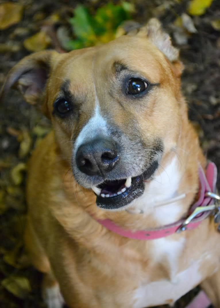 Rustee, an American Pit Bull Terrier and American Bulldog mix tested with EmbarkVet.com