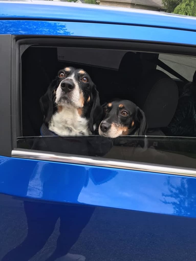 Donnie, a Beagle tested with EmbarkVet.com