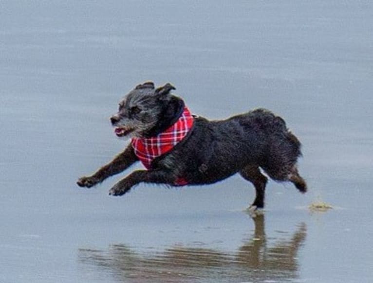 Scruffy, a Poodle (Small) and Chihuahua mix tested with EmbarkVet.com