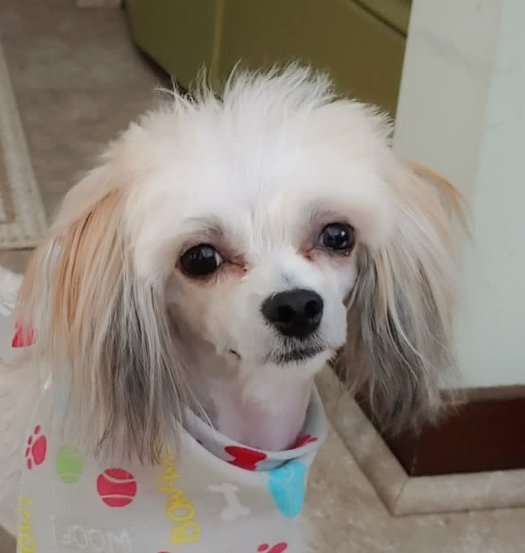Ramsey, a Chinese Crested and Maltese mix tested with EmbarkVet.com