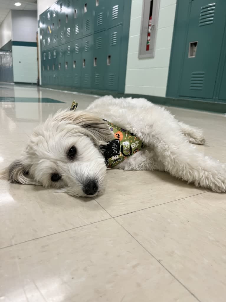 Sookie, a Coton de Tulear tested with EmbarkVet.com