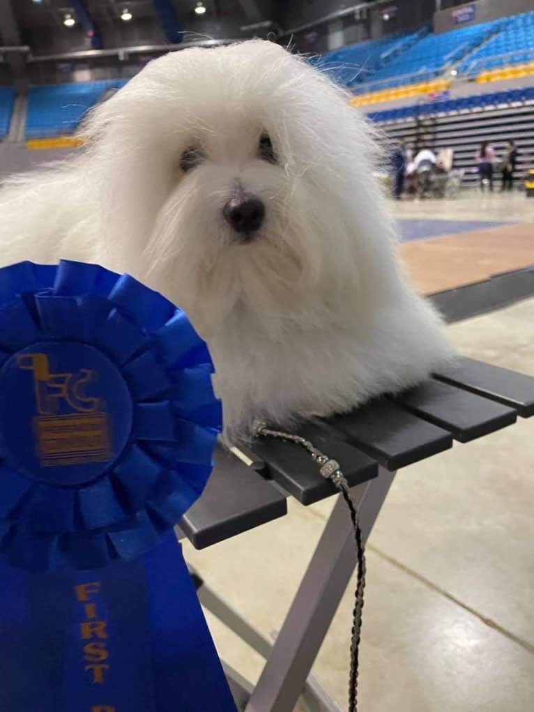 Mi-Toi’s Rag Doll (Muneca), a Coton de Tulear tested with EmbarkVet.com