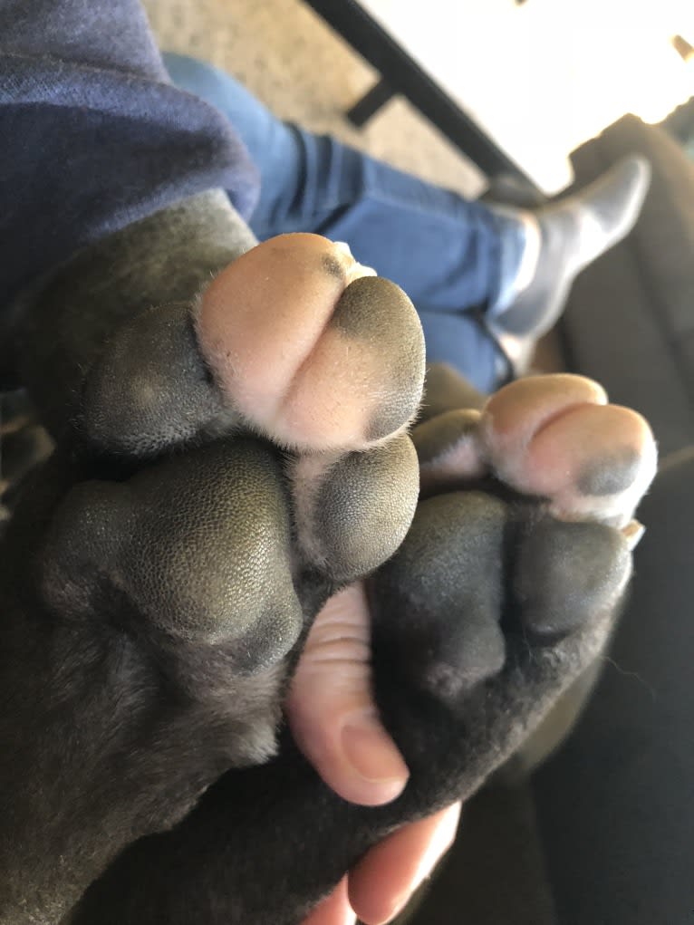 Hana, a Cane Corso tested with EmbarkVet.com