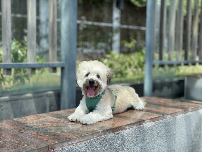 Hunter, a Poodle (Small) and Bichon Frise mix tested with EmbarkVet.com