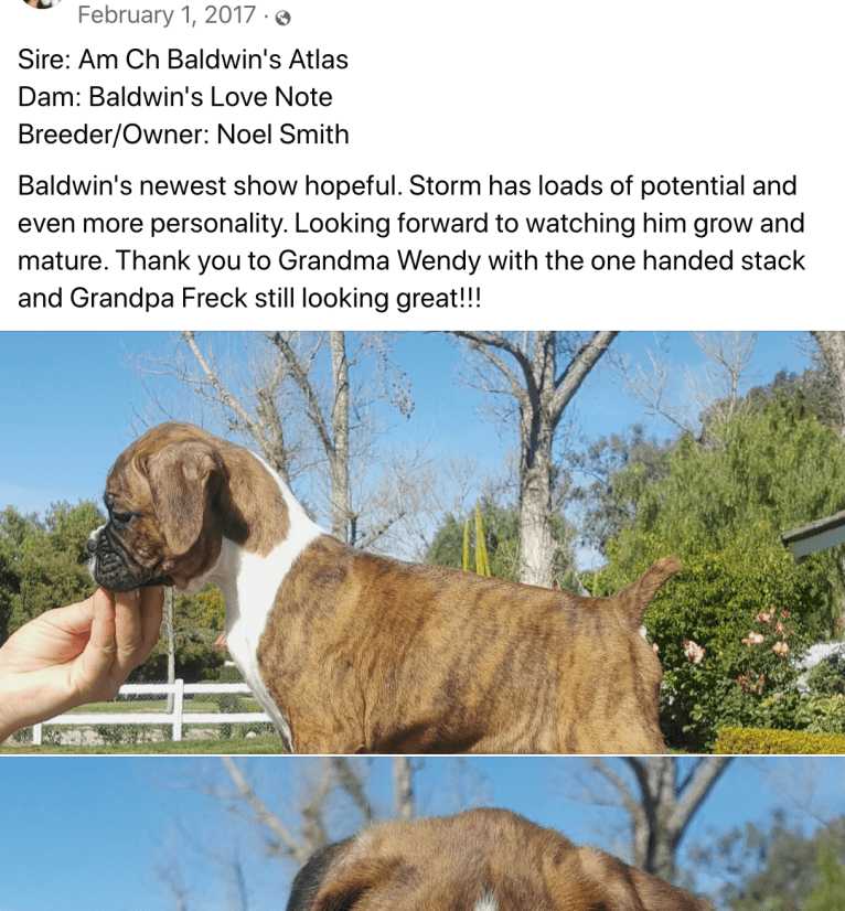 Whiskey - Baldwin's Love Note, a Boxer tested with EmbarkVet.com