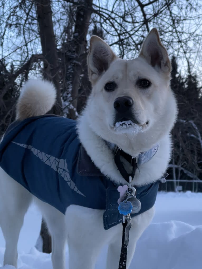 Nala, a Labrador Retriever and Chow Chow mix tested with EmbarkVet.com